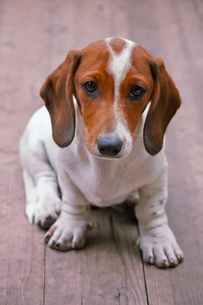 ダックスフント犬の夏の庭 — ストック写真