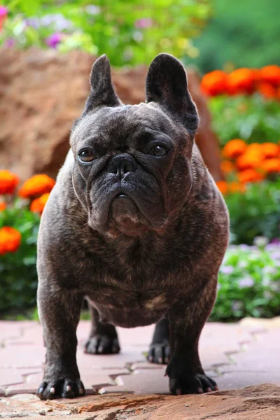 Black French Bulldog Garden — Stock Photo, Image