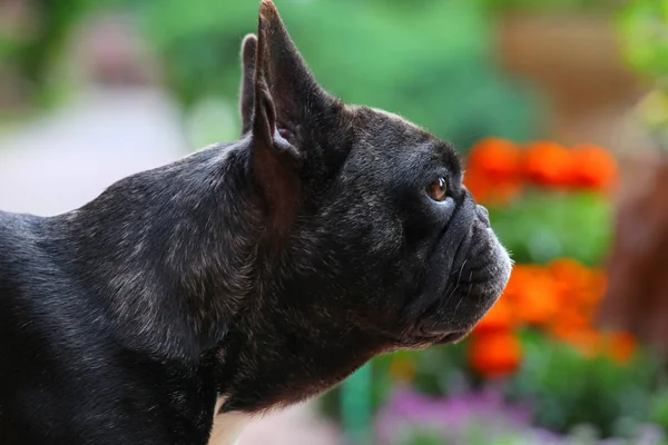 Jardín Bulldog Francés Negro —  Fotos de Stock