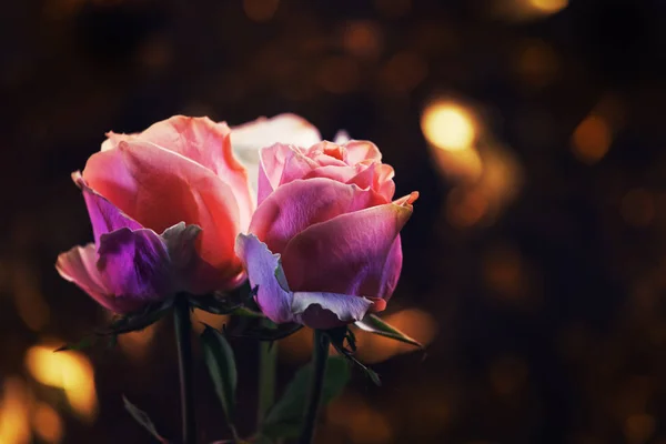 Рожева Квітка Студія Якості — стокове фото