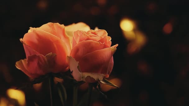 Kwiat Róży Studyjnej Jakości — Wideo stockowe