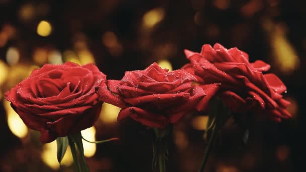 Kwiat Róży Studyjnej Jakości — Wideo stockowe