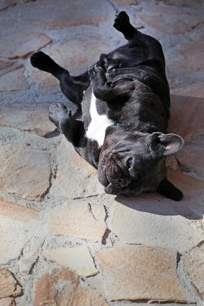 Czarny French Bulldog Ogród — Zdjęcie stockowe