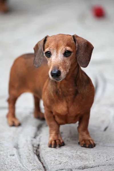 Dachshund Dog Jardin Été — Photo