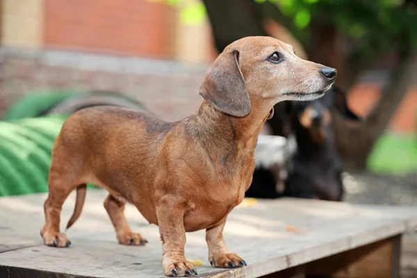 Dachshund Dog Jardim Verão — Fotografia de Stock