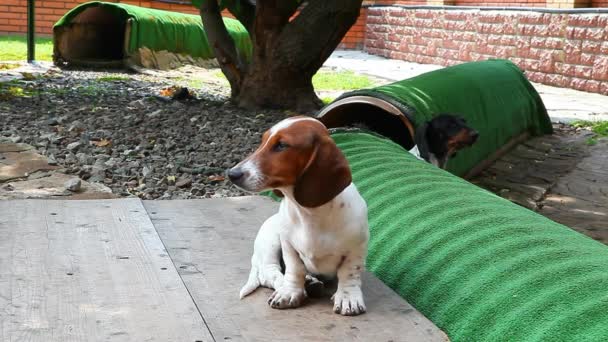 Dachshund Dog Jardim Verão — Vídeo de Stock