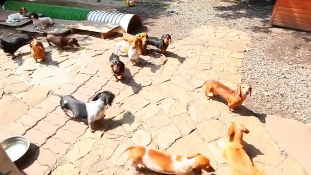 Dachshund Dog Jardim Verão — Vídeo de Stock