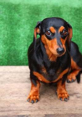 Dachshund Köpek Yaz Bahçesi