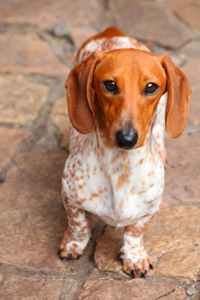 Dachshund Dog Jardín Verano —  Fotos de Stock