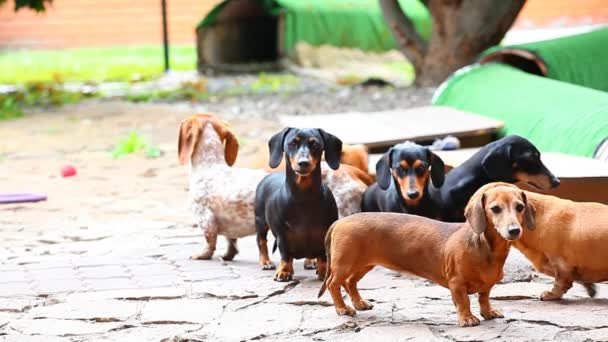 Dachshund Dog Jardín Verano — Vídeos de Stock