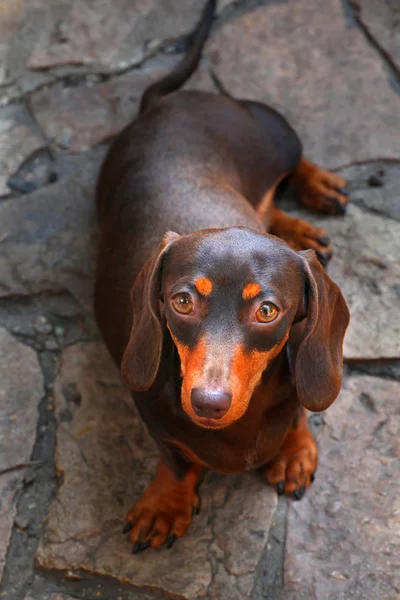 Teckel Hond Zomertuin — Stockfoto