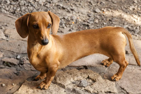 Dachshund Köpek Yaz Bahçesi — Stok fotoğraf