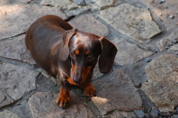 Dachshund Köpek Yaz Bahçesi — Stok fotoğraf