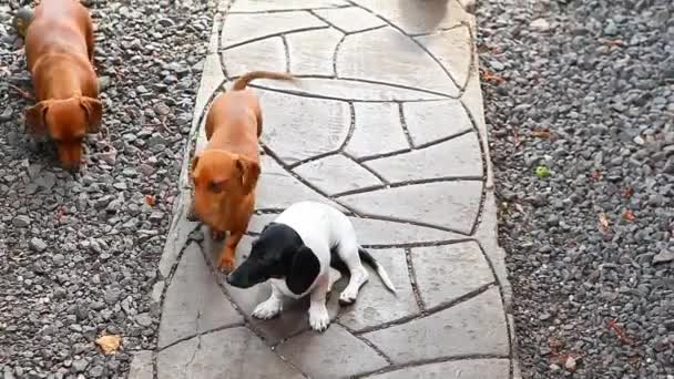 Dackel Hund Sommergarten — Stockvideo