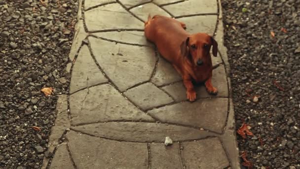 Dachshund Dog Jardín Verano — Vídeos de Stock