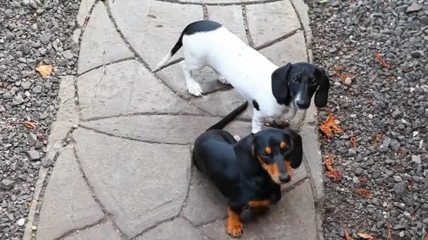 Dachshund Köpek Yaz Bahçesi — Stok video