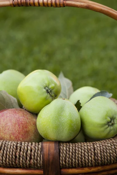 Green Apple Basket Garden — Stock Photo, Image