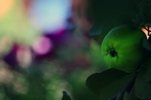 绿色苹果树花园 — 图库照片