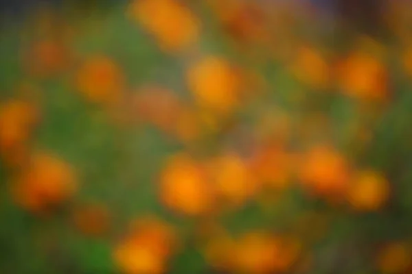 Fleurs Jaunes Jardin Bokeh — Photo