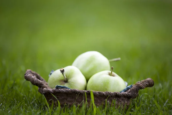 Grüner Apfelkorb Garten — Stockfoto