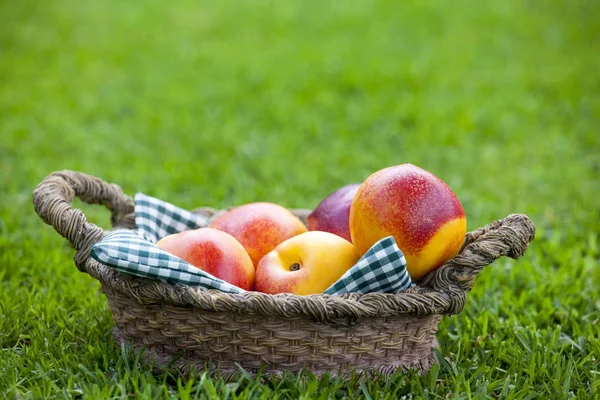 Pfirsichkorb Sommergarten — Stockfoto