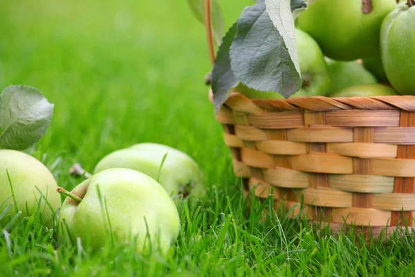 Grüner Apfelkorb Garten — Stockfoto
