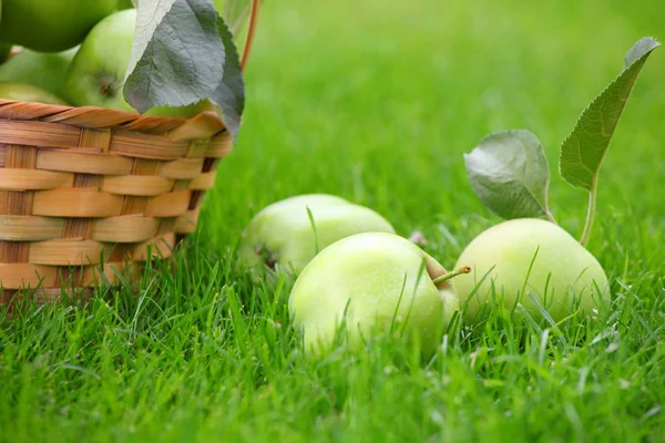 Grüner Apfelkorb Garten — Stockfoto