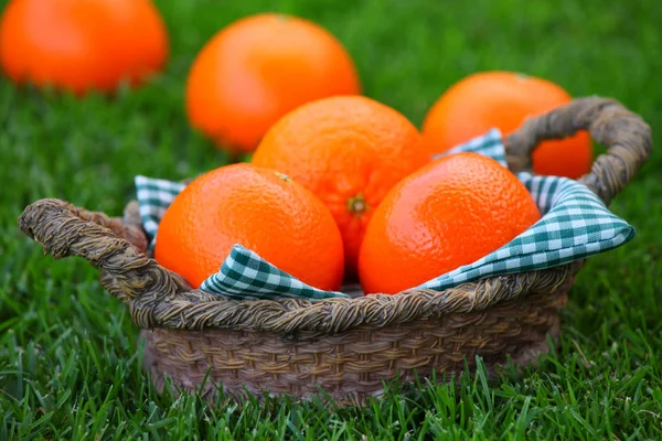 Mandarinenkorb Sommergarten — Stockfoto