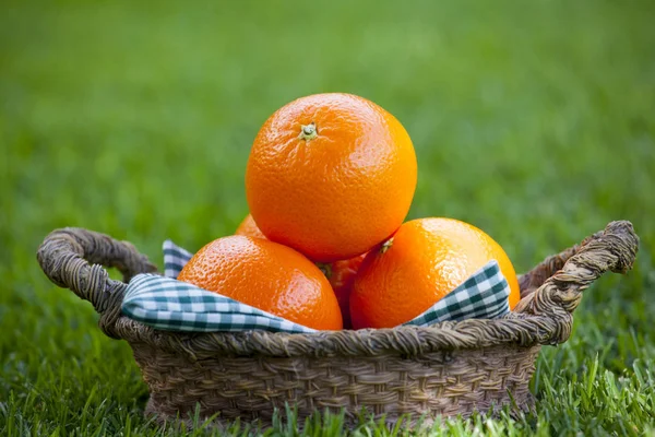 Mandarinenkorb Sommergarten — Stockfoto