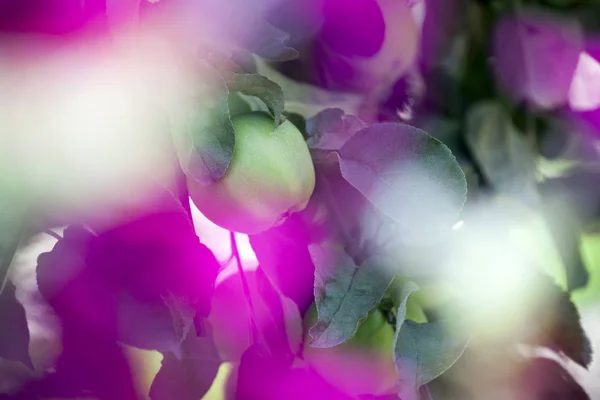 Groene Appel Boom Tuin Paarse Bloemen — Stockfoto