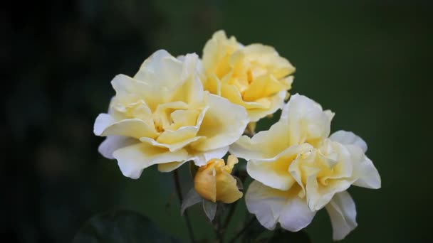 Yellow Rose Summer Garden Footage — Stock Video