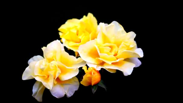 黄色玫瑰夏日花园画面 — 图库视频影像