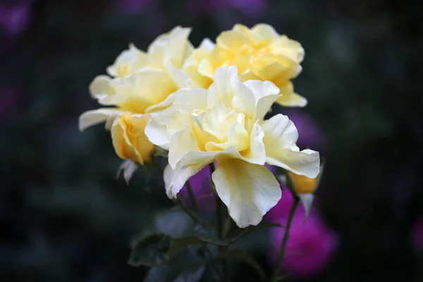 Jardim Verão Rosa Amarela — Fotografia de Stock