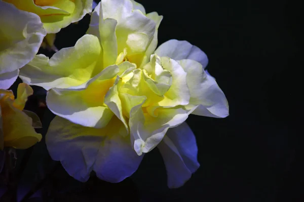 Ogród Letni Róża Żółta — Zdjęcie stockowe