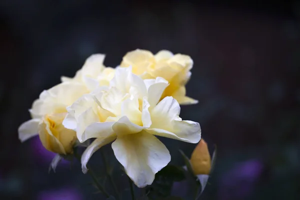 Jardim Verão Rosa Amarela — Fotografia de Stock