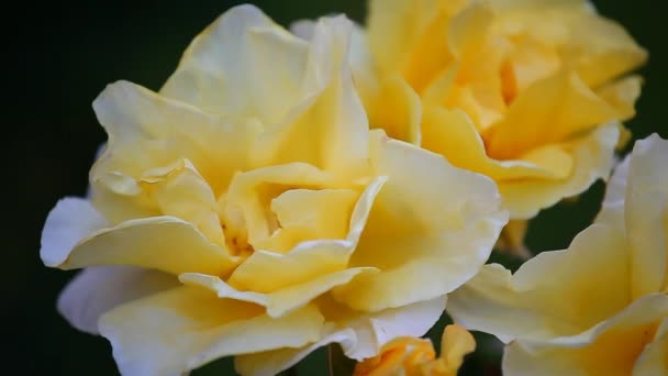 Yellow Rose Summer Garden Filmagens — Vídeo de Stock