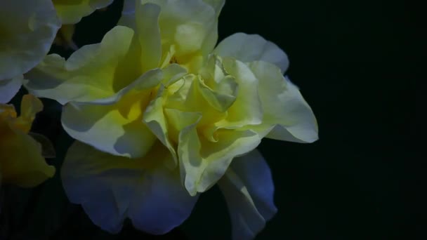Yellow Rose Summer Garden Filmagens — Vídeo de Stock
