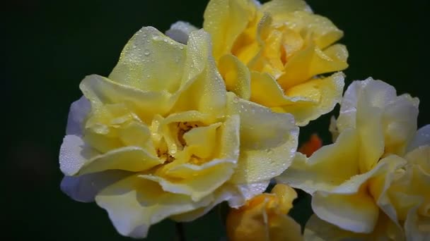 Amarillo Rose Summer Garden Material Archivo — Vídeo de stock