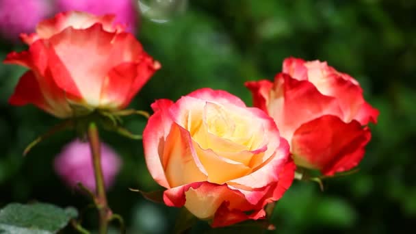 Imágenes Jardín Verano Rosa — Vídeos de Stock