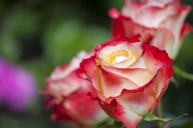 Gül yaz sezonu Bahçe