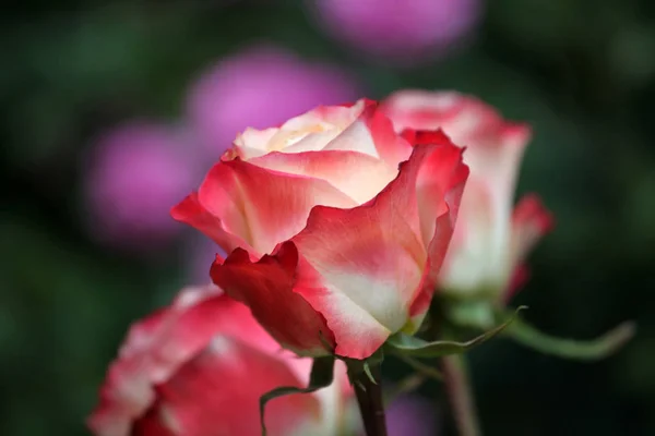 Rosa Verão Temporada Jardim — Fotografia de Stock