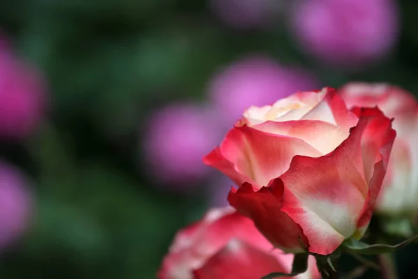 Rosa Verão Temporada Jardim — Fotografia de Stock