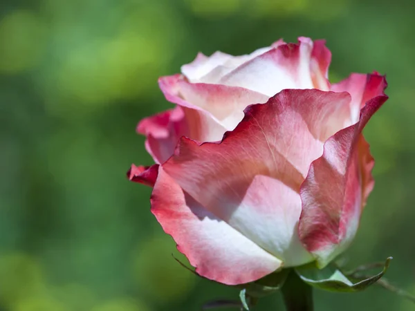 Rosa Verão Temporada Jardim — Fotografia de Stock