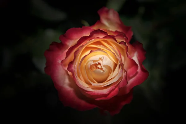 Rosa Verão Temporada Jardim — Fotografia de Stock