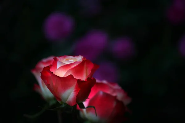 Rosa Sommar Säsong Trädgård — Stockfoto