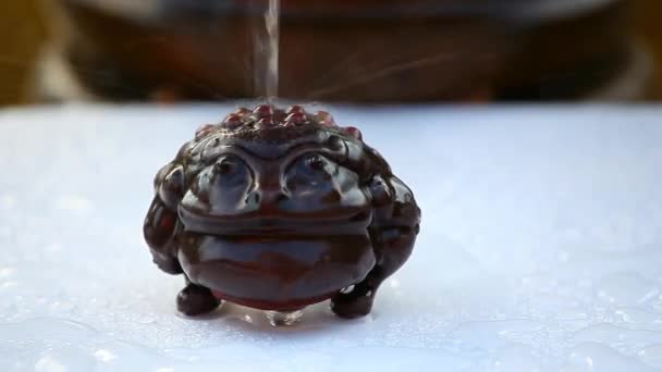 Geld Toad Waterdruppels — Stockvideo