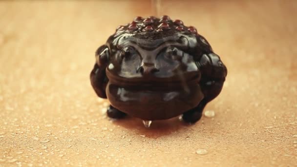 Geld Toad Waterdruppels — Stockvideo