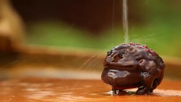 Dinheiro Toad Gota Água — Vídeo de Stock