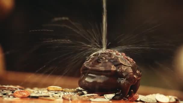 钱蟾蜍水滴 — 图库视频影像