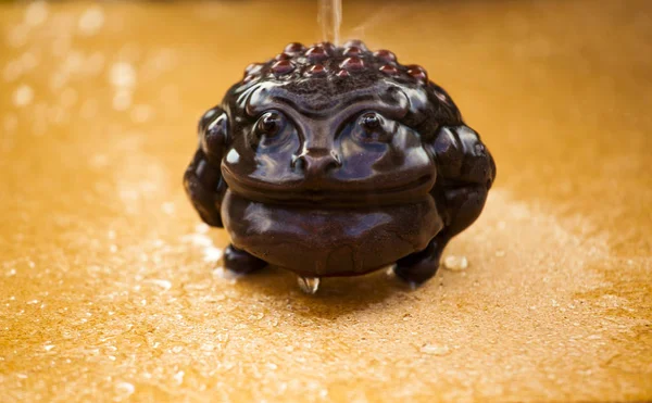 Geld Toad Waterdruppels — Stockfoto